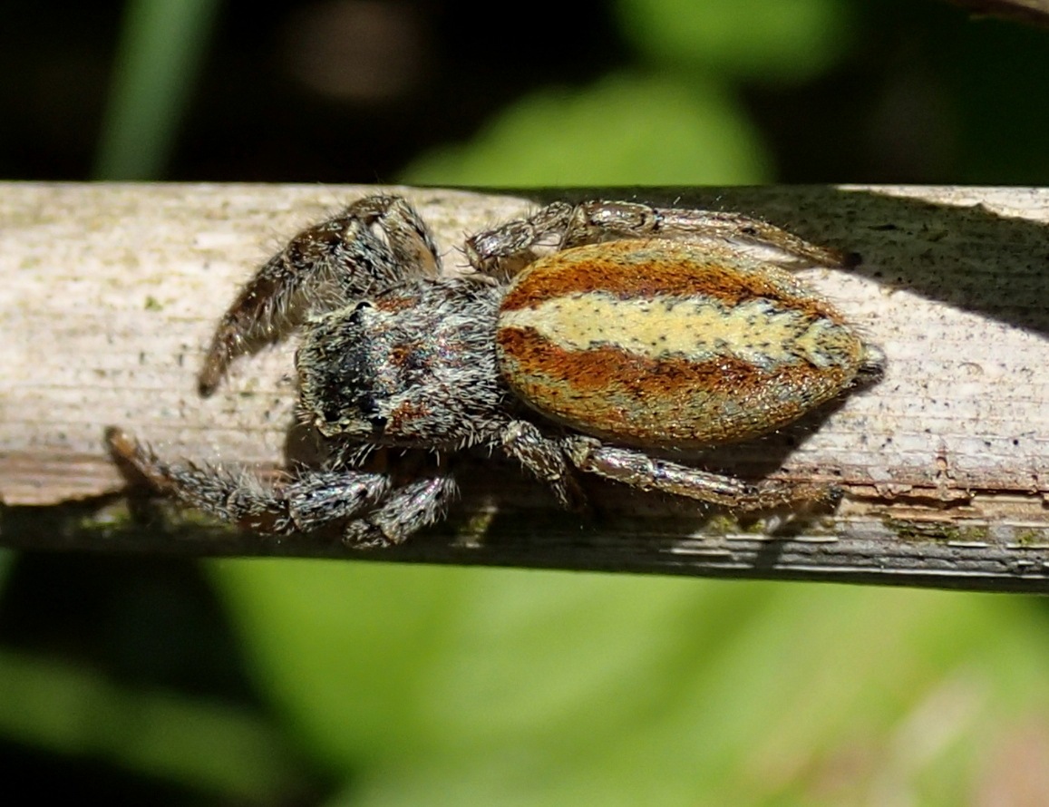 Salticidae:  Marpissa pomatia  - Lughignano (TV)